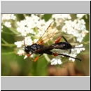 Phaenolobus terebrator - Schlupfwespe w03b 16mm - Sandgrube Niedringhaussee det06.jpg